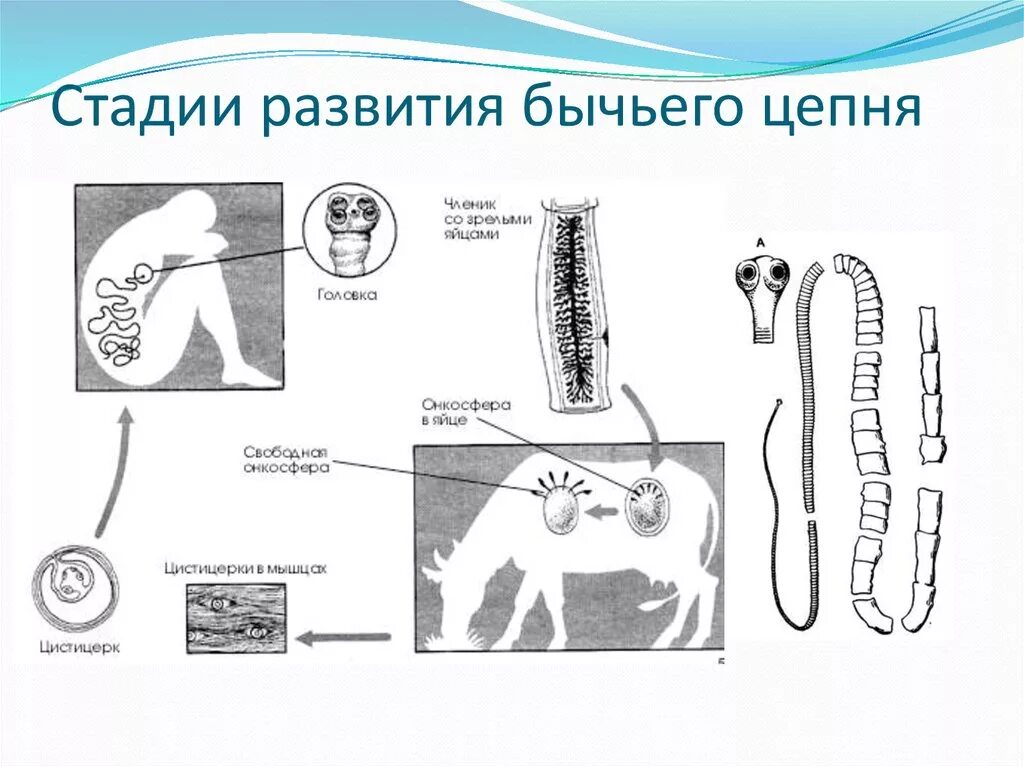 Бычий цепень замкнутая кровеносная система. Цикл бычьего цепня. Схема развития бычьего цепня. Цикл бычьего цепня схема. Ленточный червь бычий цепень.