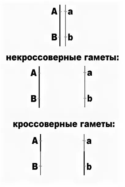 Некроссоверные особи. Кроссоверные и некроссоверные гаметы. Кроссоверные гаметы. Как определить кроссоверные и некроссоверные гаметы в задачах. Как определить долю кроссоверных гамет.