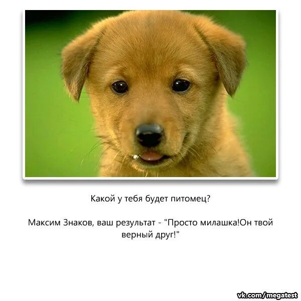 Какие животные у меня есть
