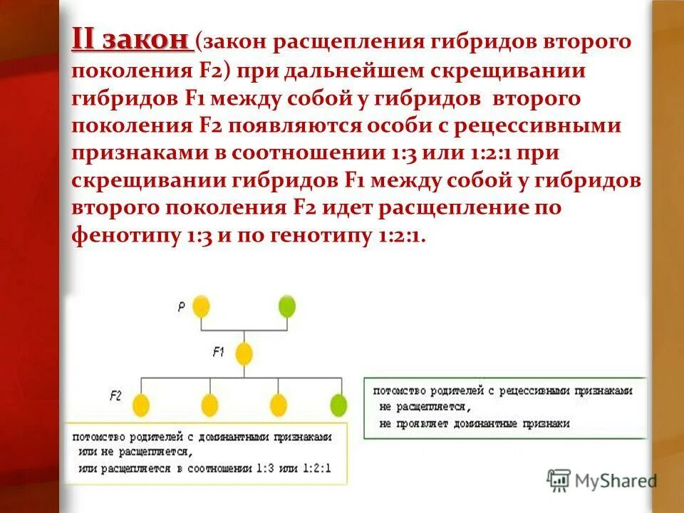 Гибриды второго поколения. При скрещивании гибридов первого поколения f1. Закон расщепления гибридов второго поколения. Закон расщепления признаков у гибридов второго поколения. Расщепления дигибридов.