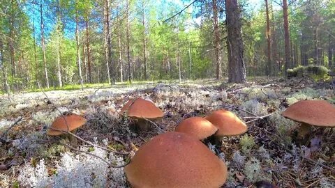 Архангельские грибы