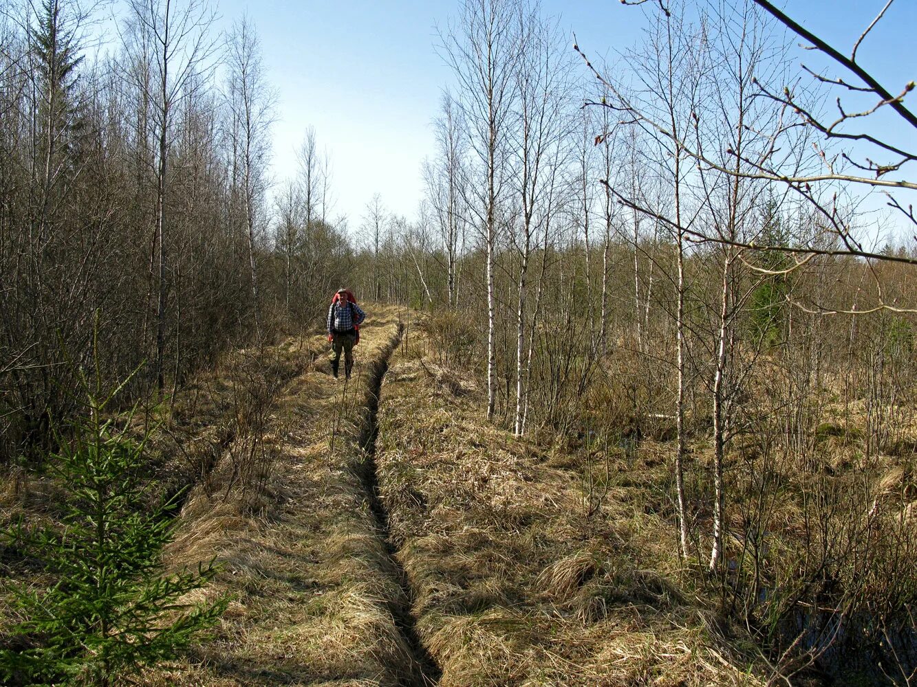 Прогулка 2 часа в день. Автодорога через болото. Тракт через болото. Гадь дорога через болото. Дорога через болото у Окаемово.