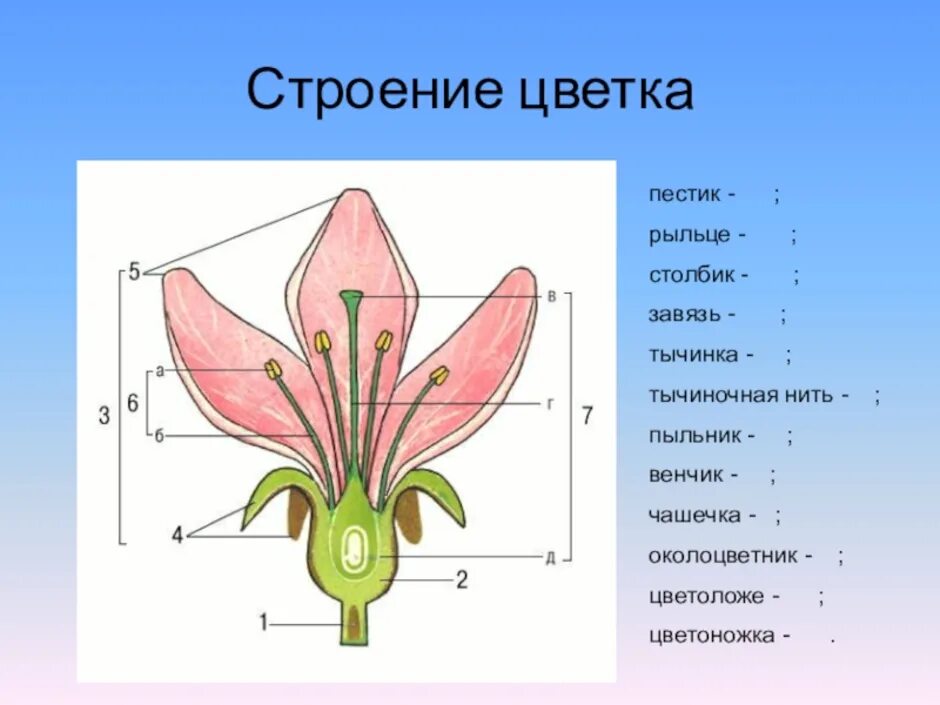 Функции строения цветка 6 класс. Рыльце пестика это в биологии 6 класс. Пыльник тычиночная нить завязь. Строение завязи пестика лилии. Строение пестика растений.