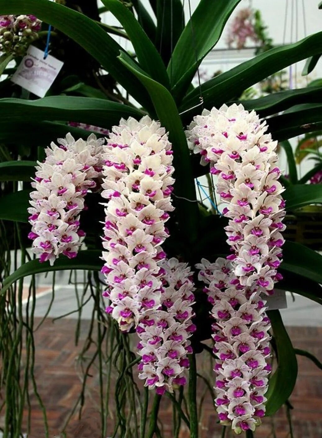 Какие сорта орхидеи. Орхидея Цимбидиум. Ринхостилис гигантея.