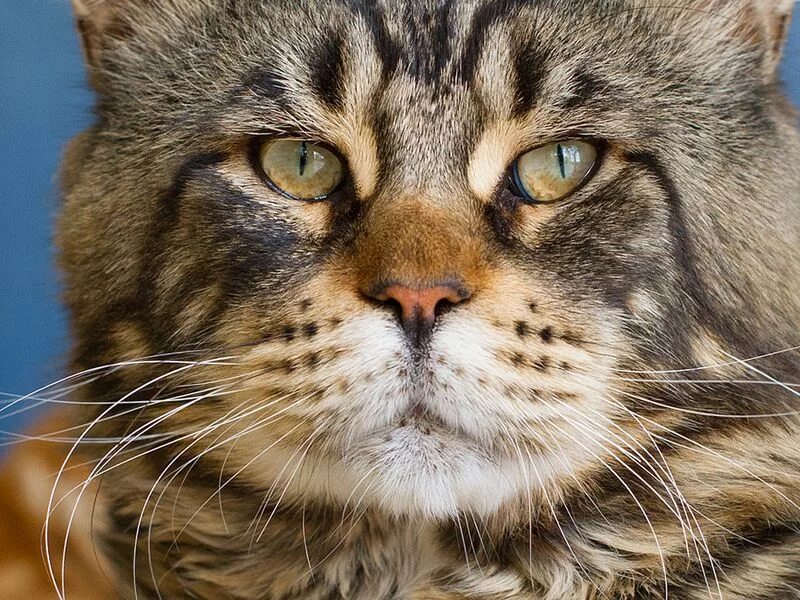 Необычные коты. Самая правильная кошка. Тигровый бенгальский кот. Бенгальская кошка тигровая. Саванна ашера кошка.