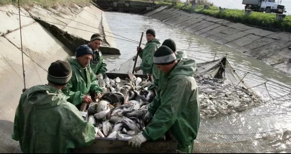 Добыча водных биоресурсов. Рыболовство на Кубани. Рыболовство в Краснодарском крае. Рыбное хозяйство Краснодарский край. Рыбный промысел в Краснодарском крае.