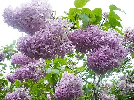 Syringa vulgaris L. &apos;Gulnazira&apos; 