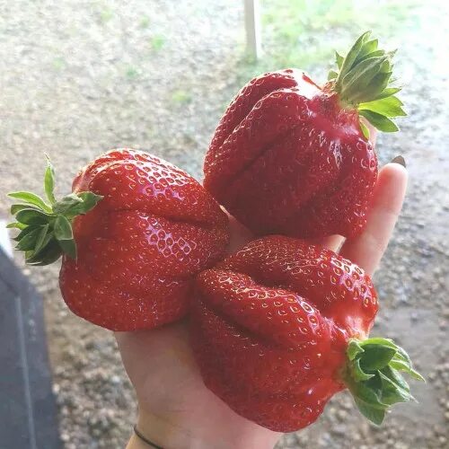 Grow Amazing Strawberries Growing strawberries, Strawberry plants, Brown thumb