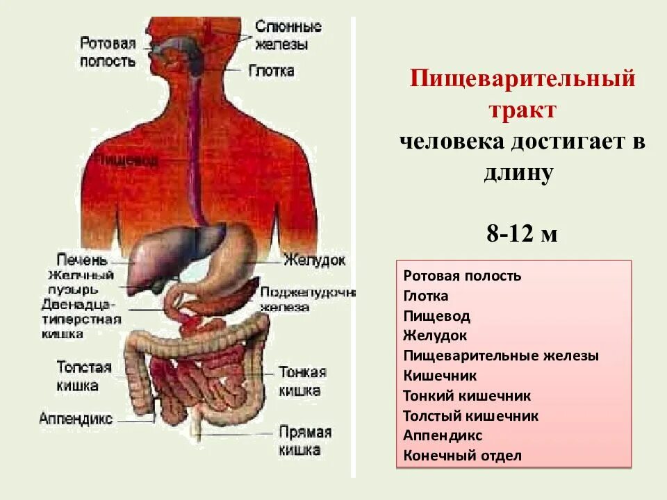 Отделы пищеварительного тракта. Пищеварительный тракт человека. Длина пищеварительного тракта человека. Анатомия ЖКТ.