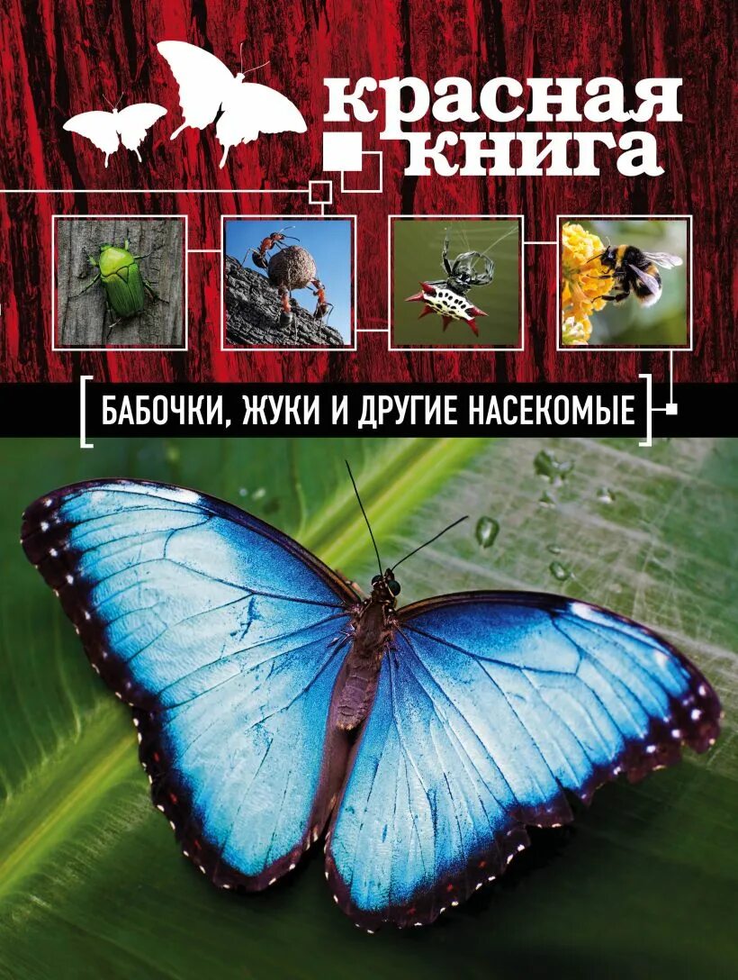 Бабочки россии книга. Красная книга насекомые России обложка. Бабочки красной книги. Бабочки из красной книги. Книга с бабочками.