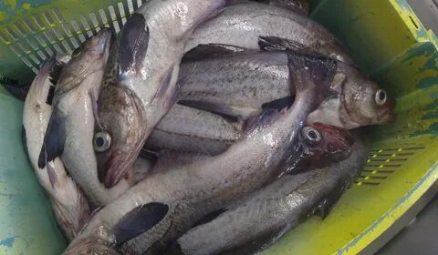 Kacey Shaffer: Preparing for an Adventure, July 16, 2014 - NOAA Teacher at Sea B