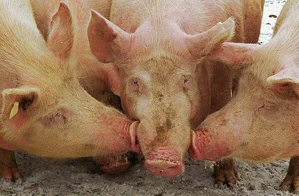 Свиной грипп памятка. Грипп свиней ветеринария. Грипп свиней. Грипп свиней ветеринария. Грипп свиней.