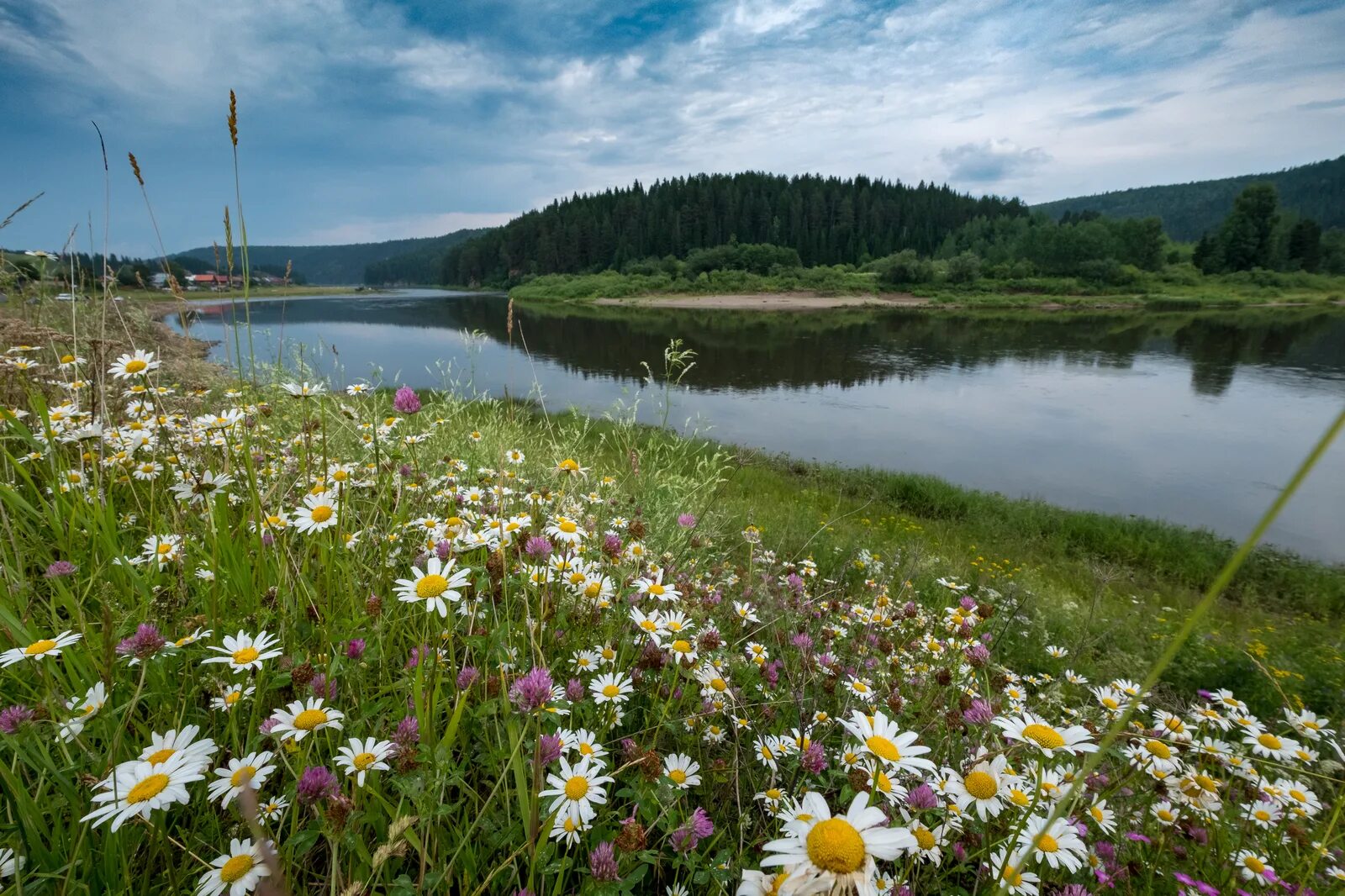 Луга Пермского края. Живописный Пермский край. Растения реки Чусовая. Природа Кудымкара Пермского края. Солнечный пермский край