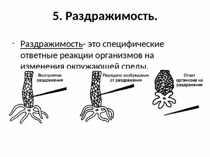 Раздражимость и поведение животных 8 класс кратко