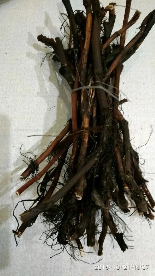 Сабельник болотный сухой. Сабельник болотный корень. Сабельник болотный корень. Сабельник корень алтай. Сабельник корень.