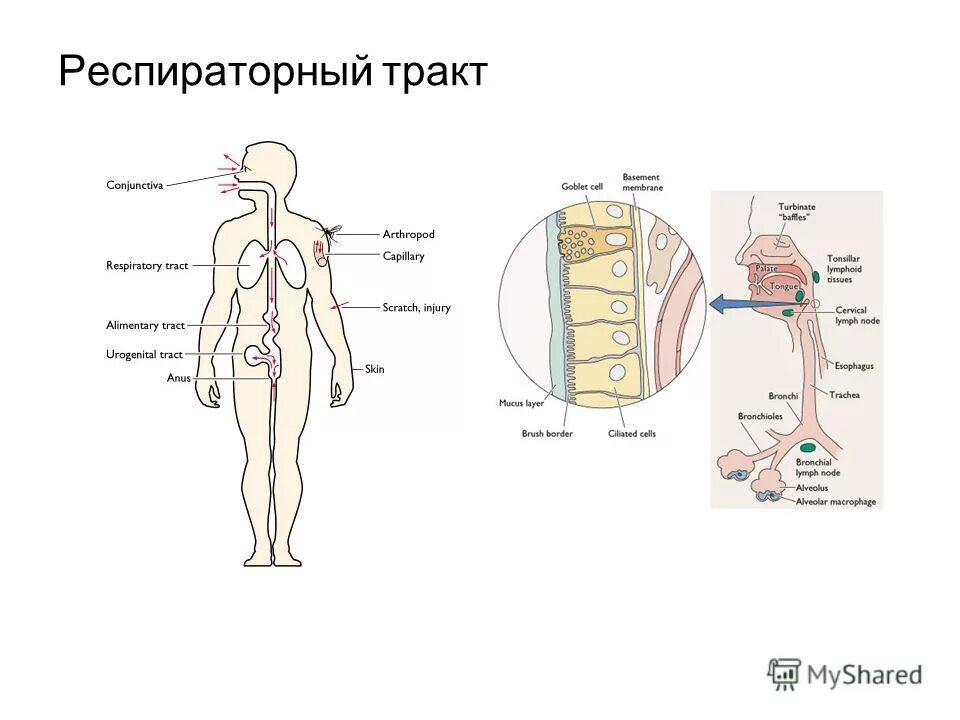 Респираторный тракт