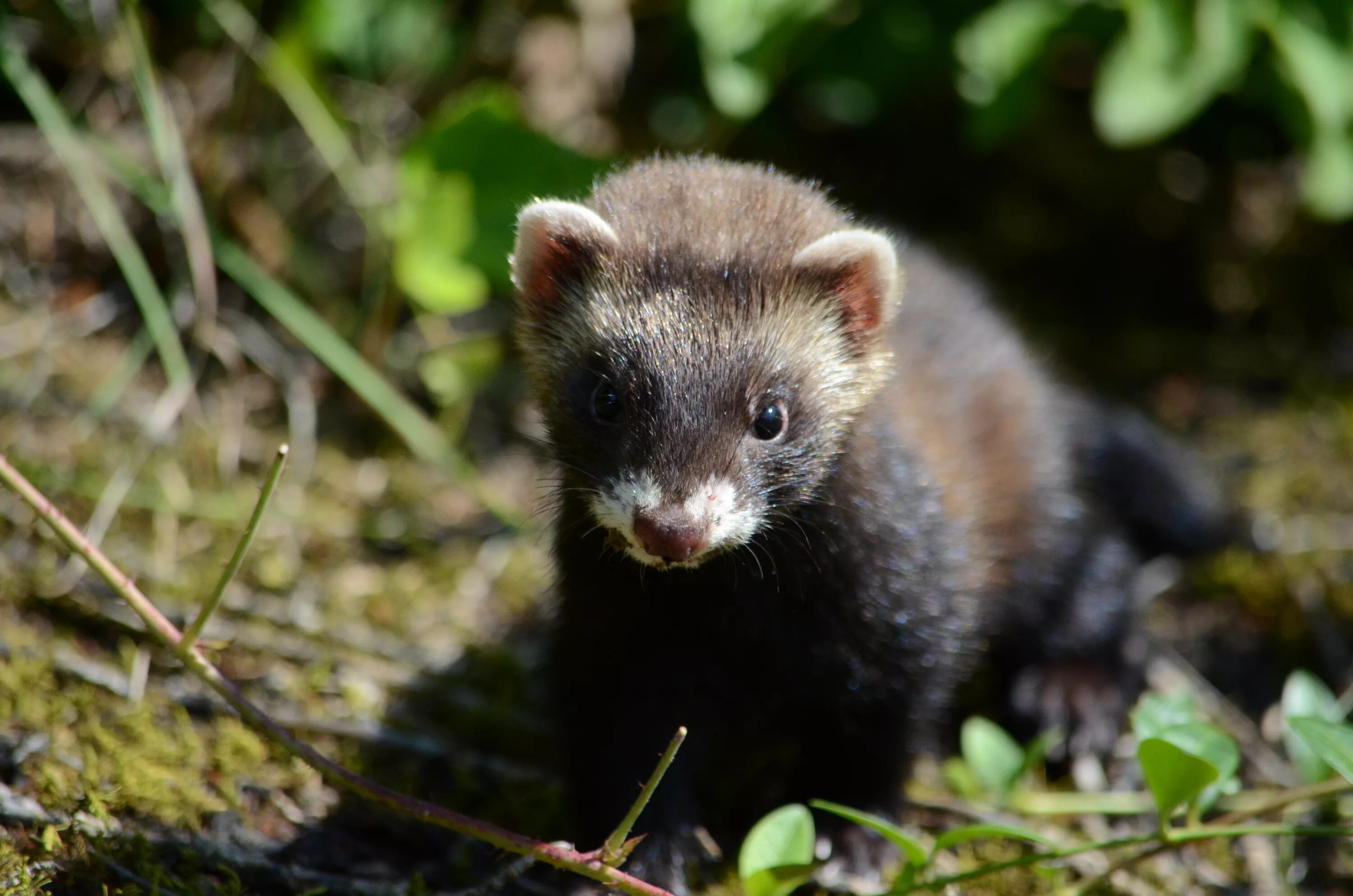 Хори м. Хорь Лесной Mustela putorius. Европейская норка. Лесной хорёк. Западный Лесной хорёк[13] m. p. putorius.