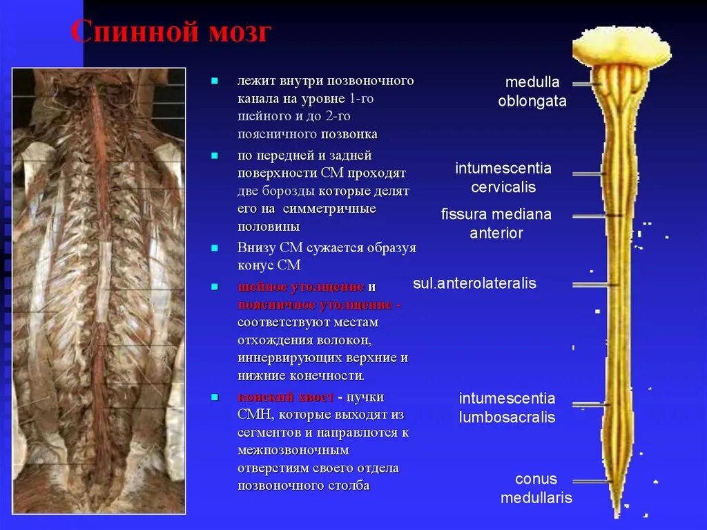 Спинной мозг макропрепарат утолщения. Дорсальная поверхность спинного мозга. Шейный отдел спинного мозга макропрепарат. Центральный канал спинного мозга.