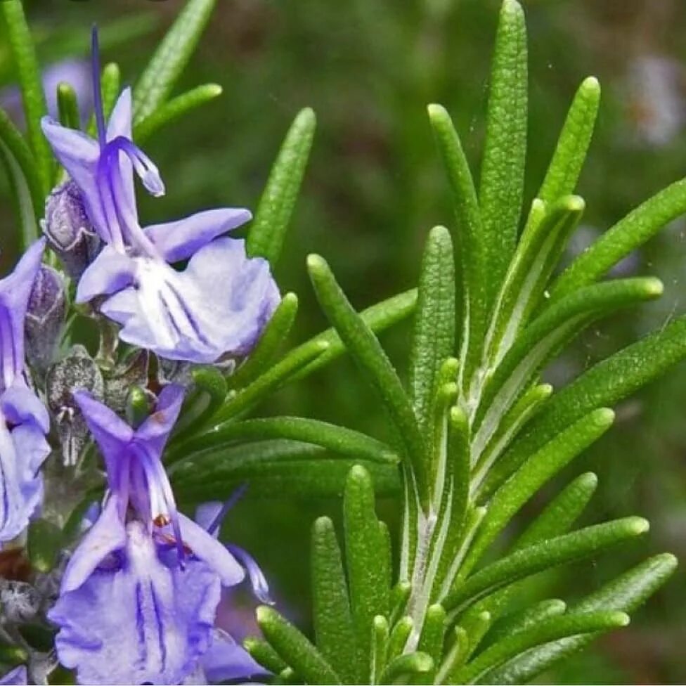 Rosmarinus officinalis. Розмарин магические свойства. Розмарин магические свойства. Розмарин кустарник. Розмарин блю винтер.