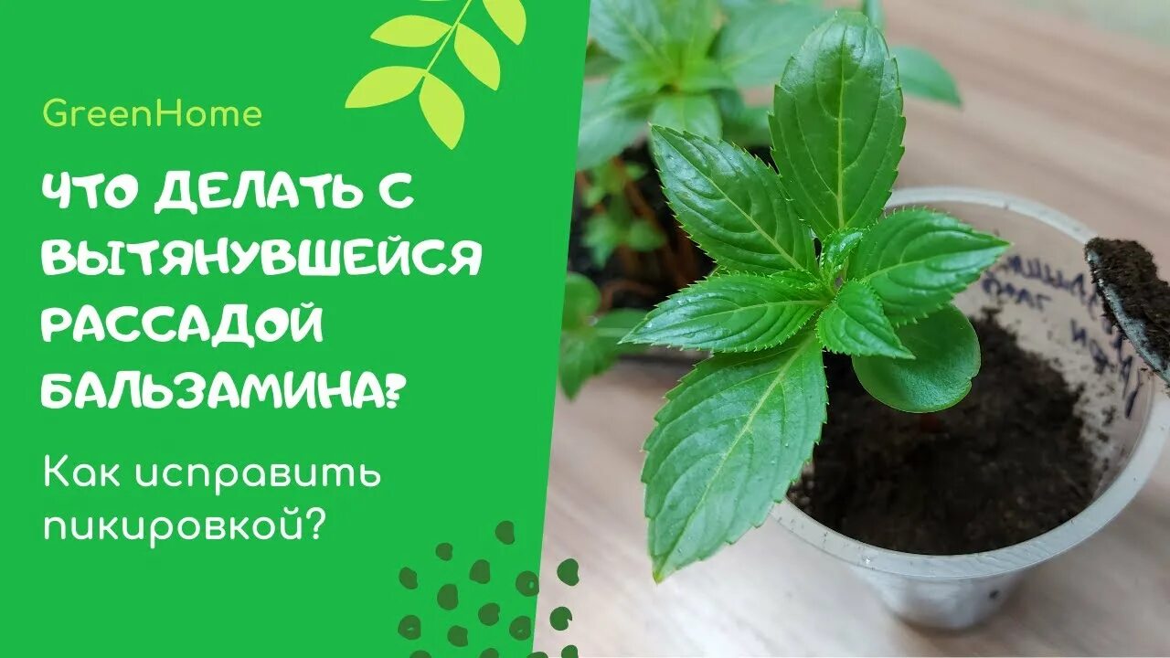 Бальзамин комнатный прищипка. Бальзамин вытянулся что делать. Бальзамин садовый пикировка рассады. Бальзамин вытянулся что делать. Бальзамин садовый выращивание из семян на рассаду.