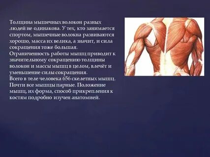 Толщина мышечного слоя является наибольшей в