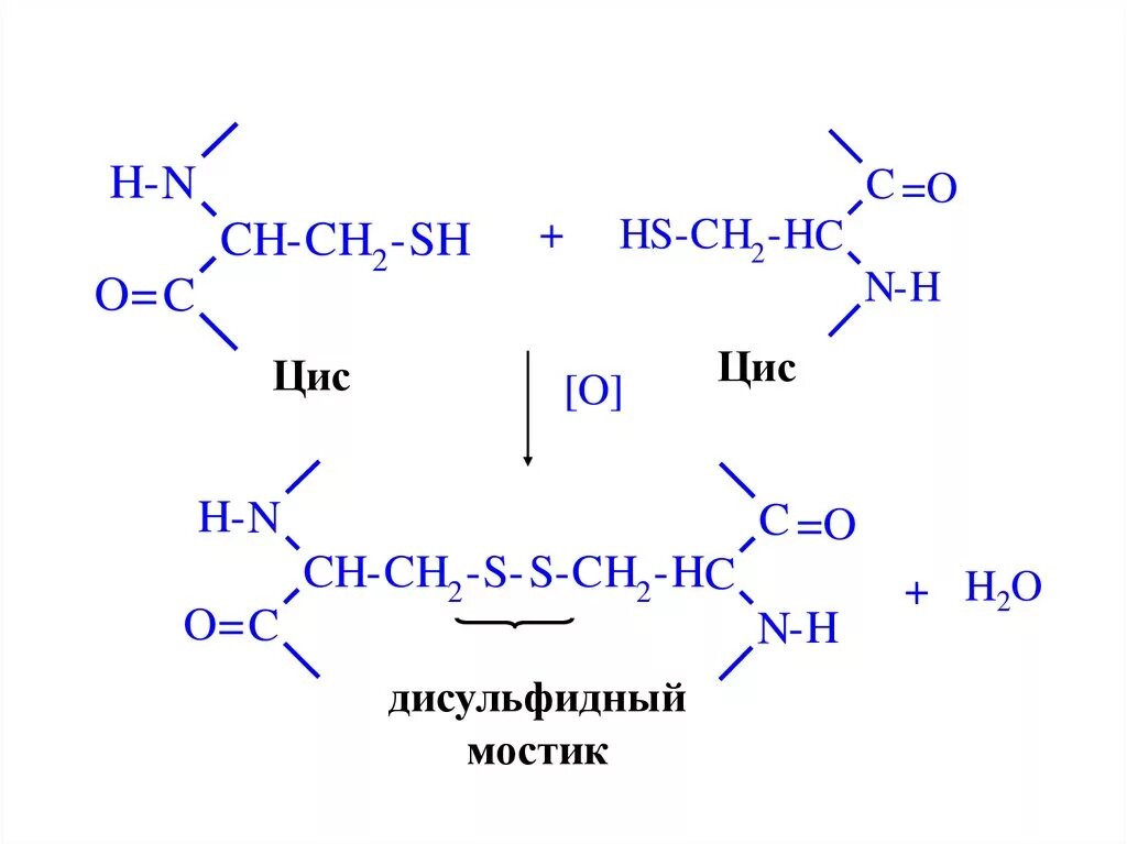 Образование дисульфидной связи. Дисульфидные связи цистеин. Дисульфидный мостик структура. Дисульфидный мостик структура белка. Дисульфидные мостики аминокислоты.
