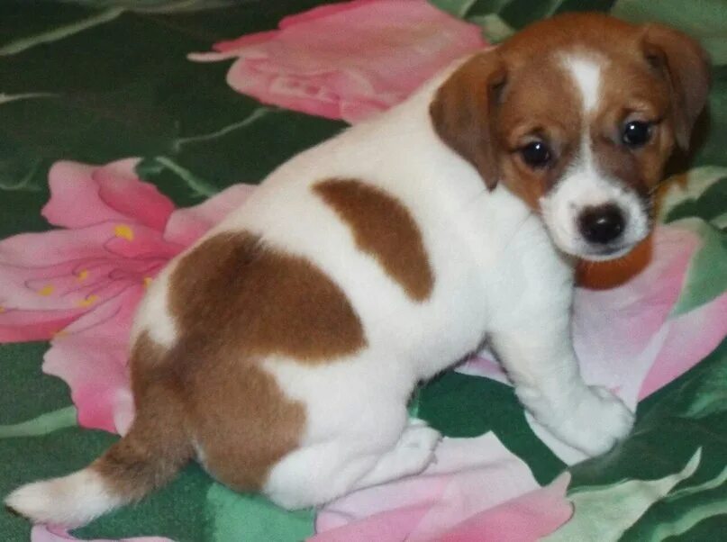 Джек-рассел-терьер. Джек-рассел-терьер. Как назвать девочка джек рассел имена. Джек терьер. Мягкая игрушка джек рассел.