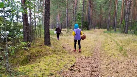 Череповец лесное