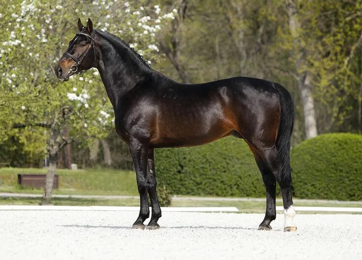 Coolmore (@coolmorestud) Twitter Stallion, Thoroughbred, Horse world