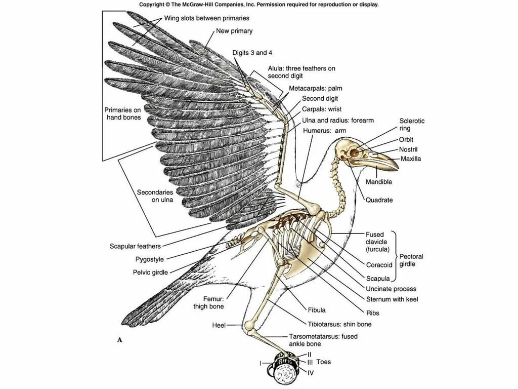 Для чего служит киль у птиц. Скелет вороны. Коракоид у птиц. Тибиотарзус у птиц. Скелет птицы коракоид.