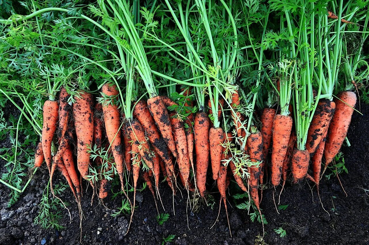 Сорта моркови и ботва. Морковь Бирючекутская 415. Морковь посевная корнеплоды. Морковка на грядке.