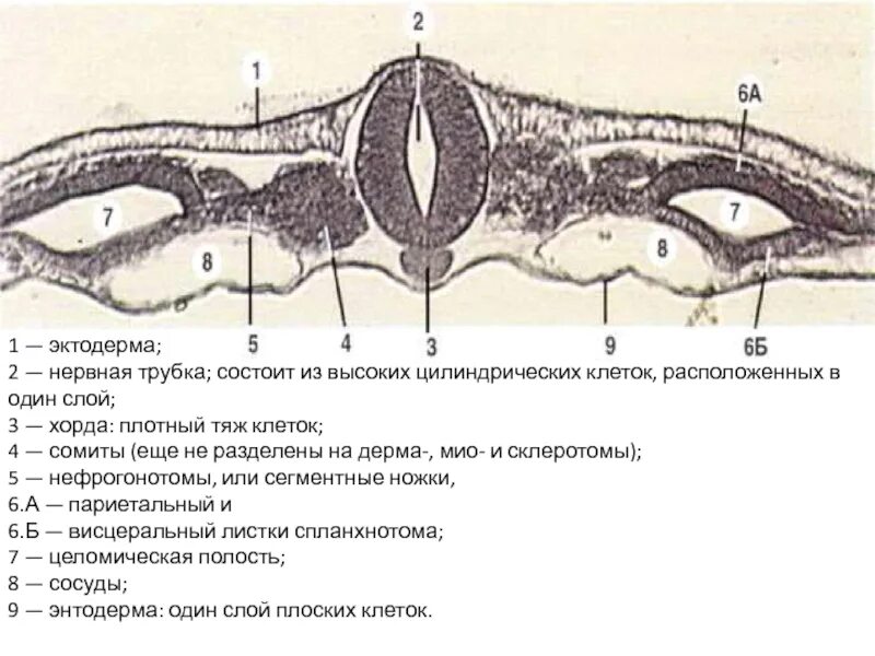 Эмбриология сомиты. Зародыш курицы сомиты хорда. Сомиты хорда и нервная трубка зародыша курицы.