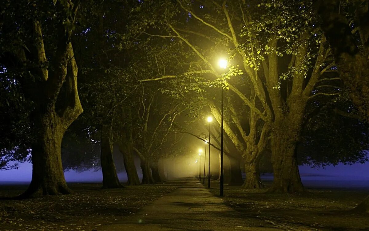 Дорога белела освещенная месяцем. Парк ночью. Природа ночью. Вечерние деревья. Фонарь ночью.