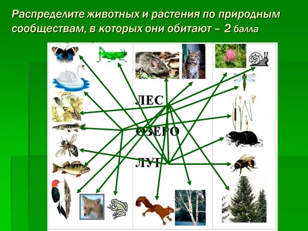 Сообщество растений и животных. Природное сообщество животные. Природные сообщества,растения животные. Распределение животных.