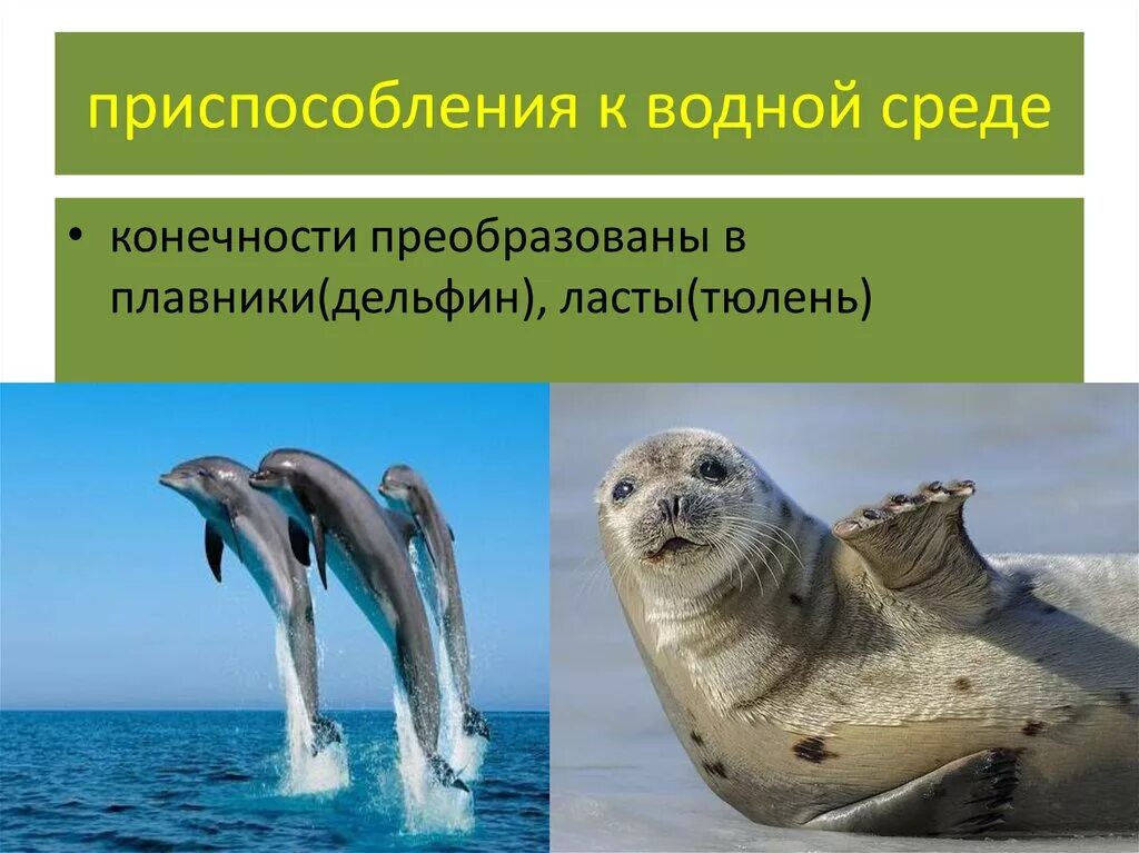 Черты приспособленности к среде обитания наземно водная. Приспособления животных к водной среде. Приспособленность организмов к водной среде. Приспособленность к водной среде. Приспособлени як водной среед.