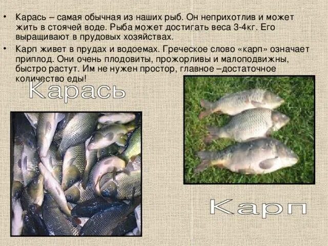 Рыбы не живут без воды. Продолжительность жизни карася. Сколько живут караси. Сколько живут рыбы карась. Сколько живёт карась в пруду.