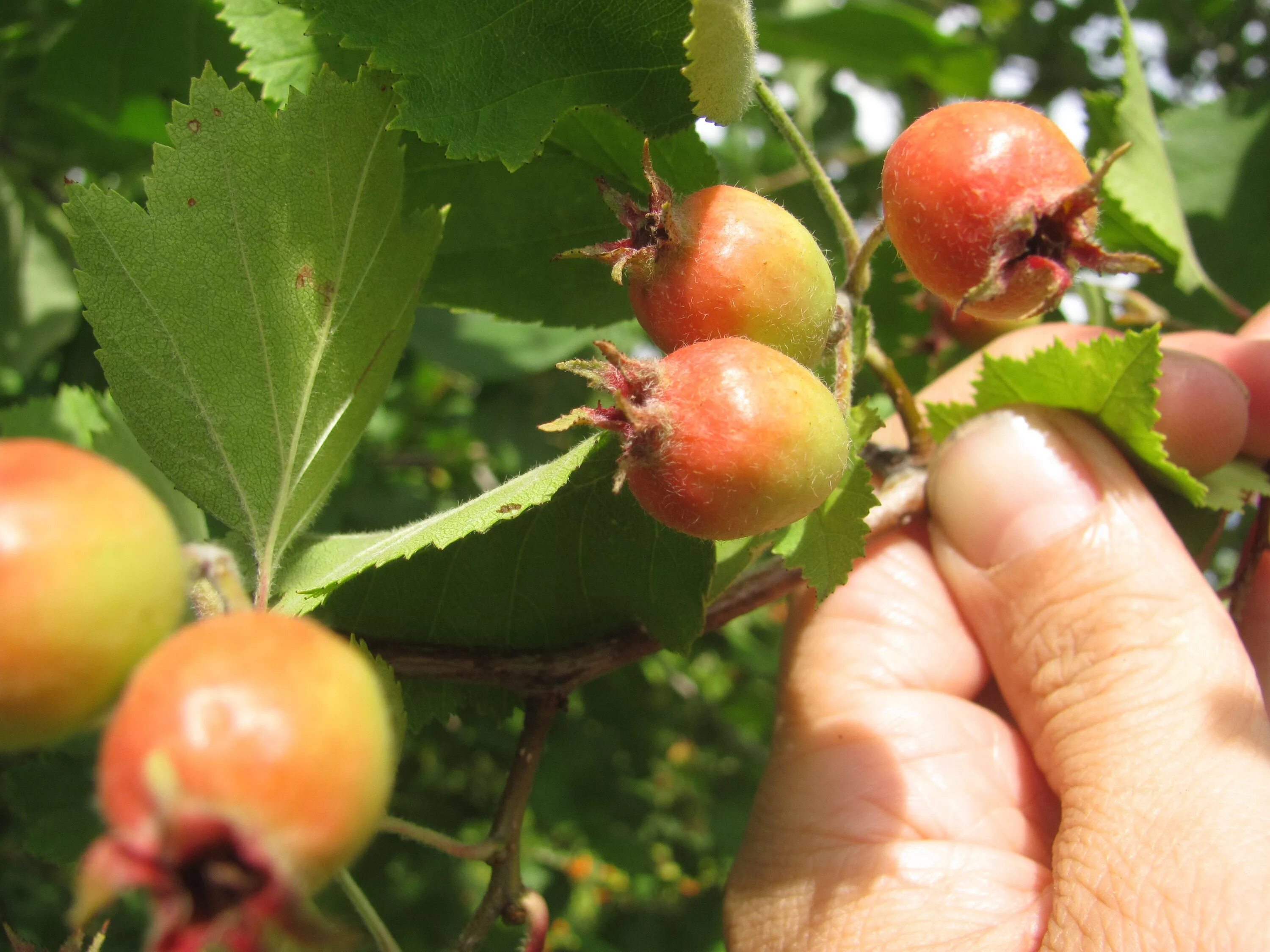 боярышник одностолбиковый. боярышник крупноплодный дерево. боярышник сибирский crataegus sanguinea. боярышник размер. боярышник размер.