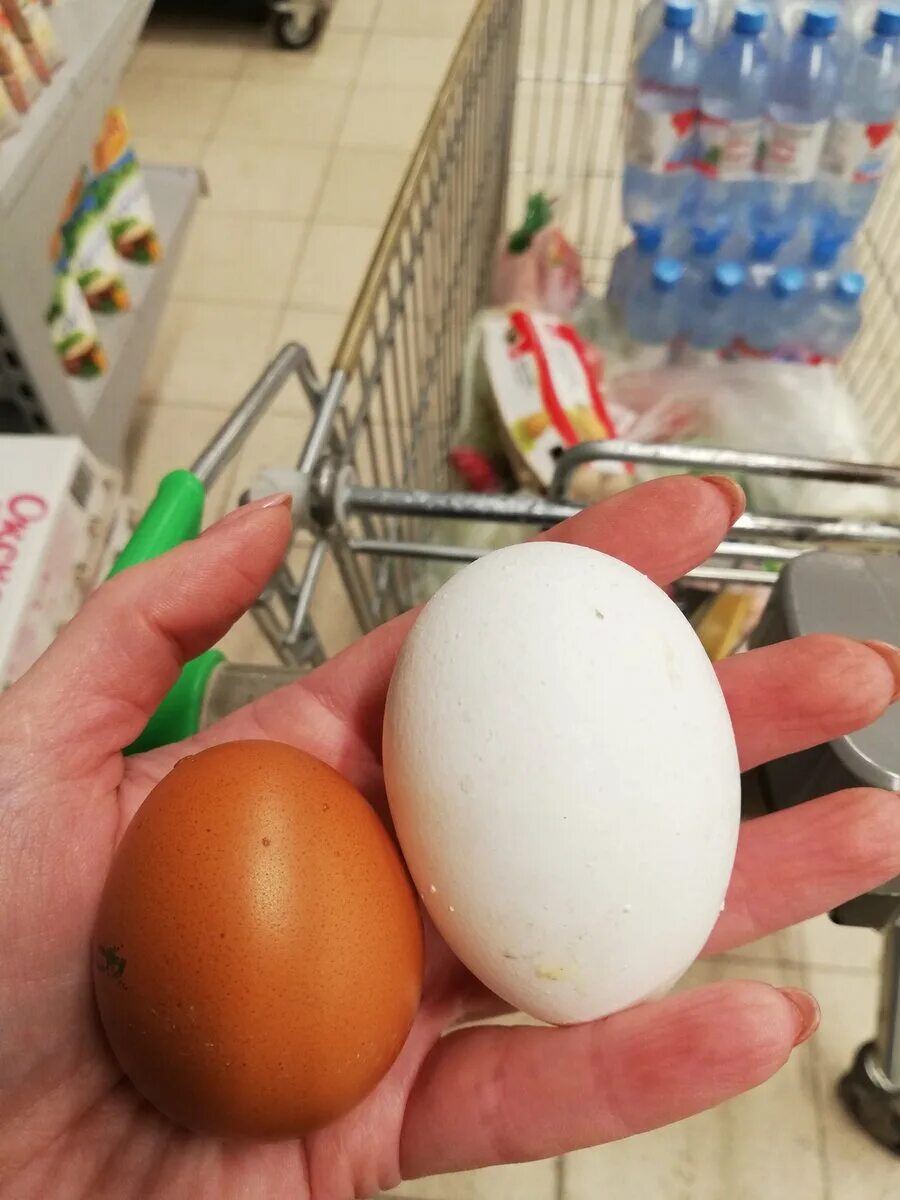 Сальмонеллез. Что такое белок и желток в курином яйце. Желток куриного яйца. Опасное яйцо. Яйца полезные вещества.