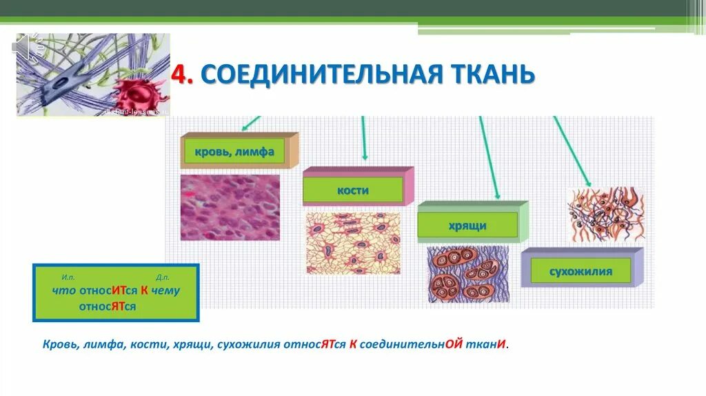 Соединительная ткань строение и функции. Из чего состоит соединительная ткань человека. Схема многообразия соединительных тканей. Собственно соединительная ткань схема. Основное группа ткани человека