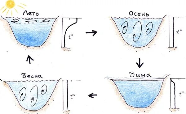 Циркуляция воды в озере. Распределение температуры воды в озере. Распределение температур в водоеме. Перемешивание воды в Озерах. Температура воды в пруду