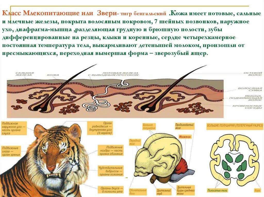 Рептилии имеют потовые железы. Потовые железы у млекопитающих. Млечные железы класс млекопитающие. Млечные железы высших млекопитающих. Млечные железы низших млекопитающих.