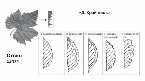 Тип края листа