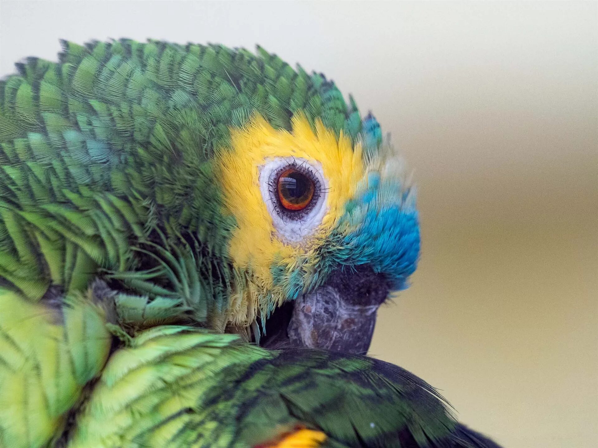 Большой цветной попугай. Попугай жако. Глаз попугая. Разноцветный попугай. Попугай Макросъемка.