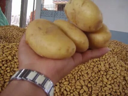 Египетский картофель
