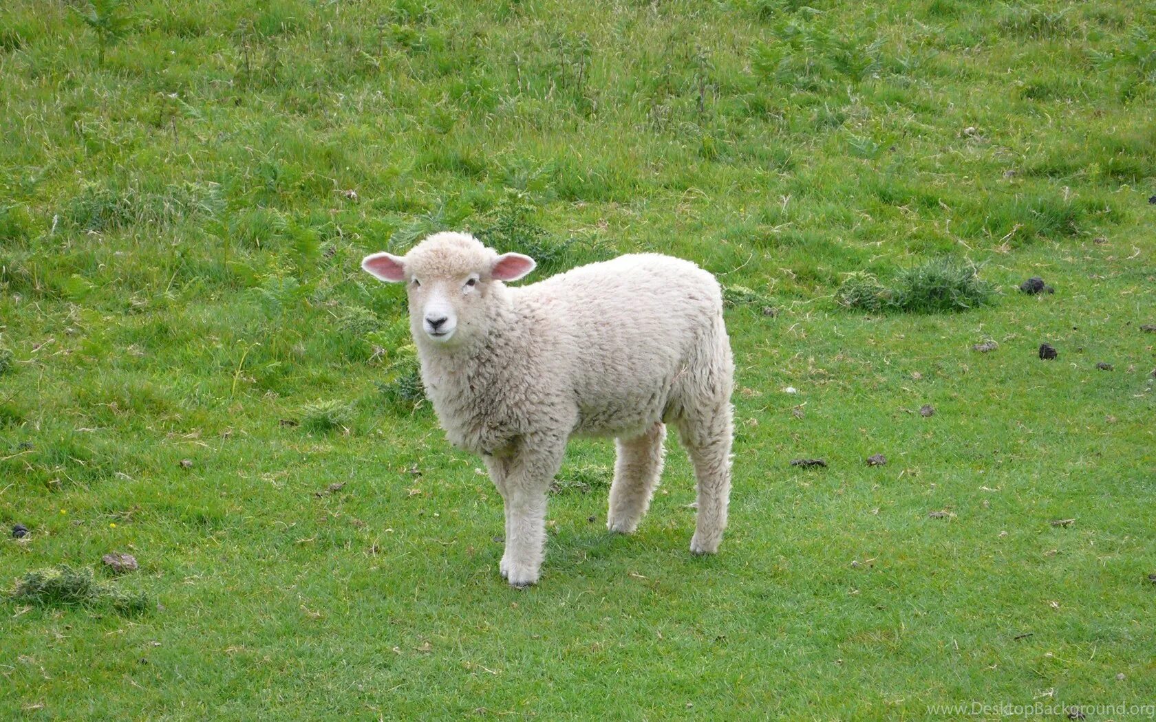 Черная овца. Sheep thin legs. Барашек ест траву. Картинки long short ears. Красивая овца.