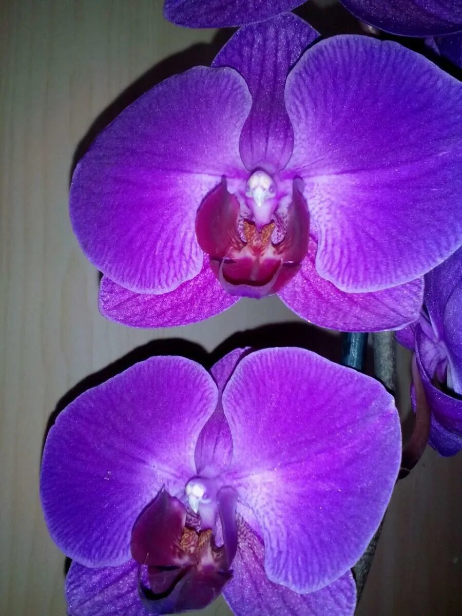 Какие сорта орхидеи. Фаленопсис Queen Kizz. Фаленопсис Бонни.