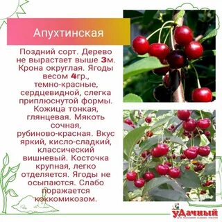 Вишня сорт апухтинская
