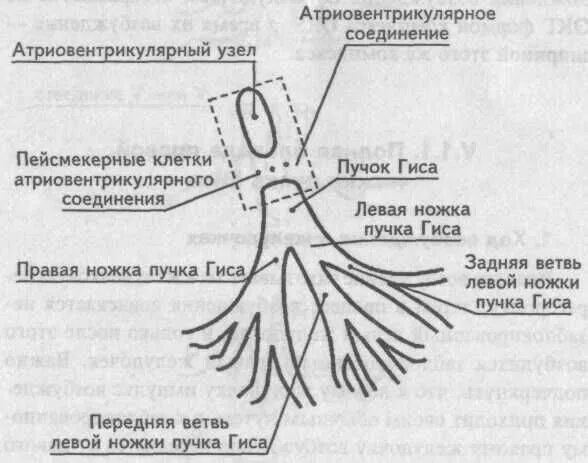Замедление проведения по правой ножке пучка. Нарушение вжелудочковой проводимости по пнпг. нарушение внутрижелудочковой проводимости по правой ножке. нарушение по правой ножке пучка гиса. нарушена проводимость по правой ножке пучка гиса.
