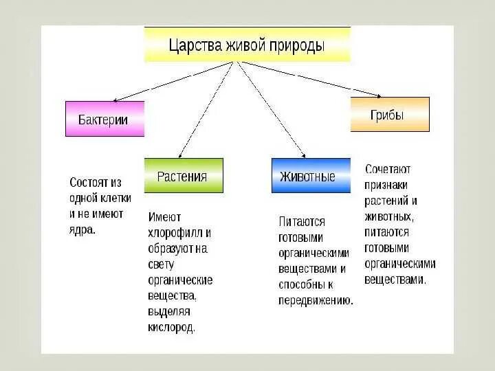 Различие царств. Царства живой природы 6 класс биология. Царство живой природы 6 класс биология схема. Царство животных растений грибов бактерий. Схема царства живой природы 5 класс биология.