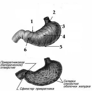 Область привратника